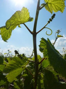 vigne champagne bouzy