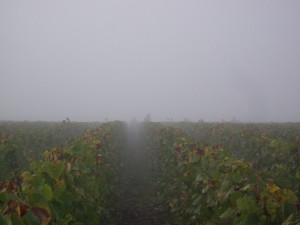 La météo a été magnifique tout au long de cette vendange,   mais notre équipe était cachée dans la brume ce matin à "La Pointe" 