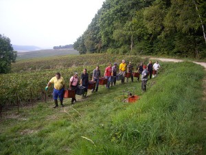 vendanges2014P