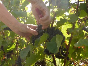 vendanges