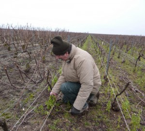 taille vigne