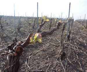 A "La Pointe", vigne taillée tard, en Pinot Noir, on compte 1 à 2 feuilles étalées. 