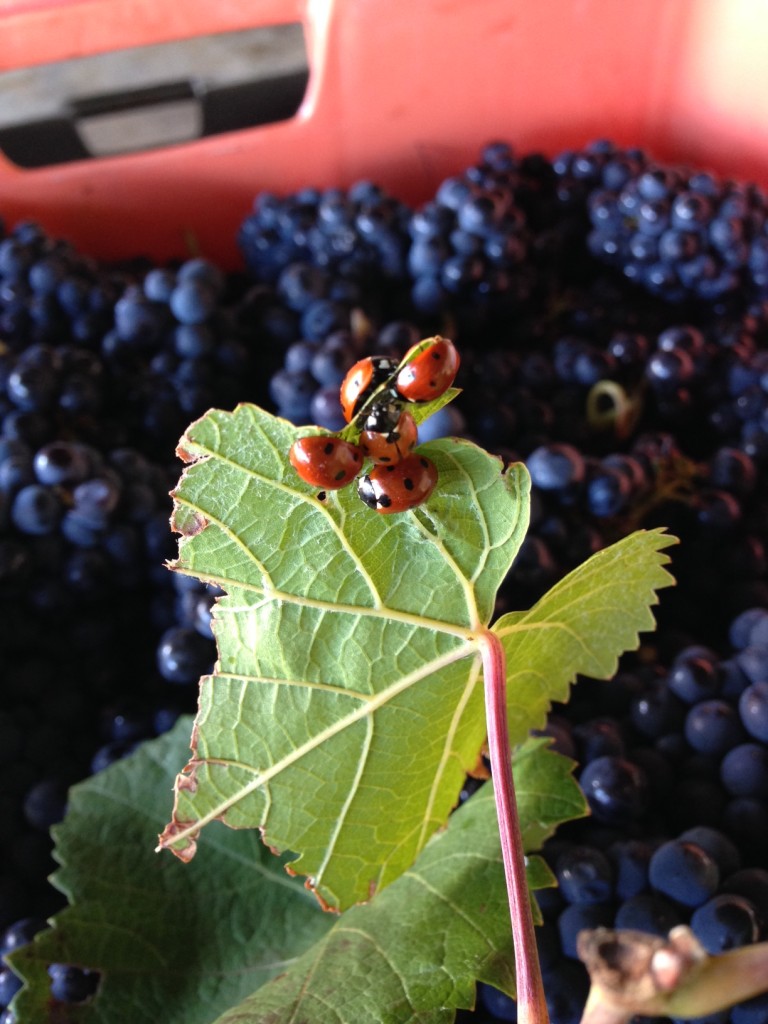 Réunion de vendanges Harvest meeting