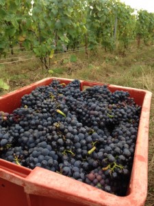 vendanges champagne