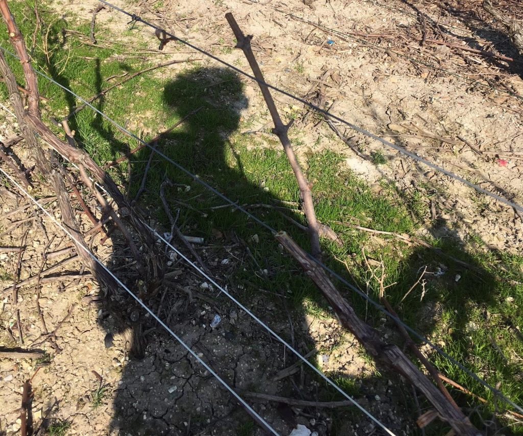 taille vigne champagne