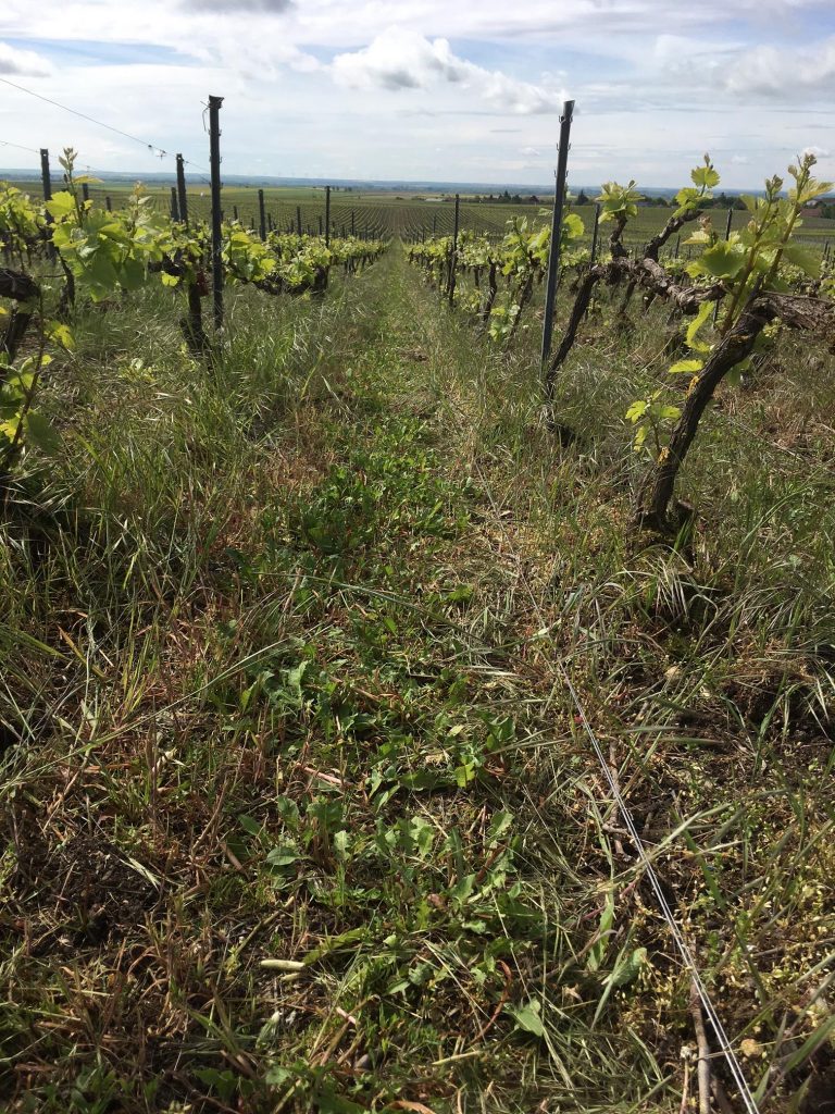 enherbement champagne