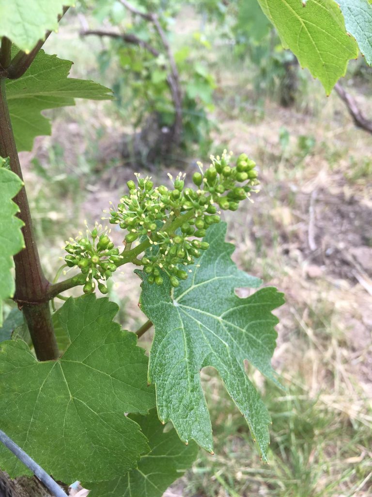 fleur vignes champagne