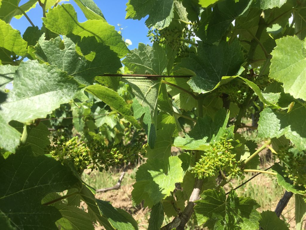 vignes en fleur