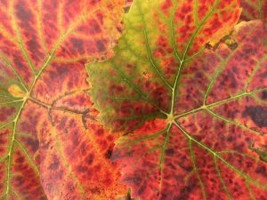 feuille de vigne