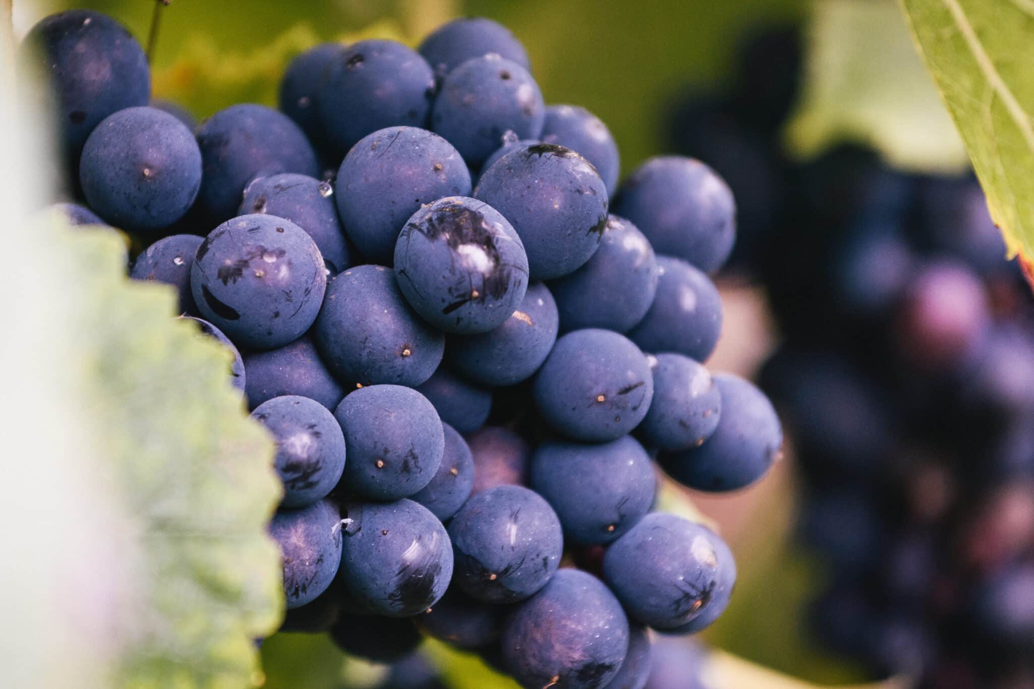Grappe de raisins Champagne Plener