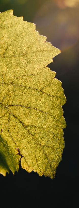feuille