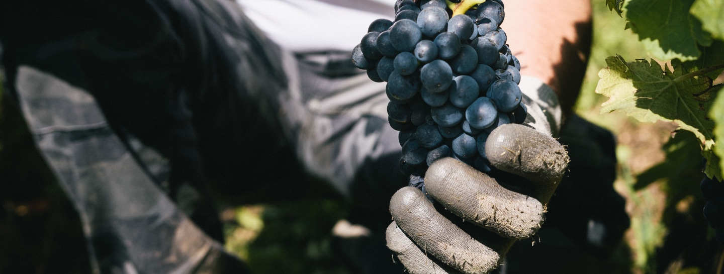 Viticulture Durable HVE
