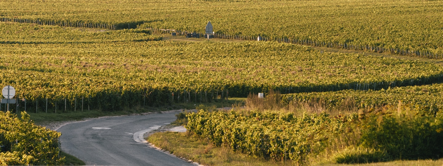 Terroir de Bouzy Champagne Plener