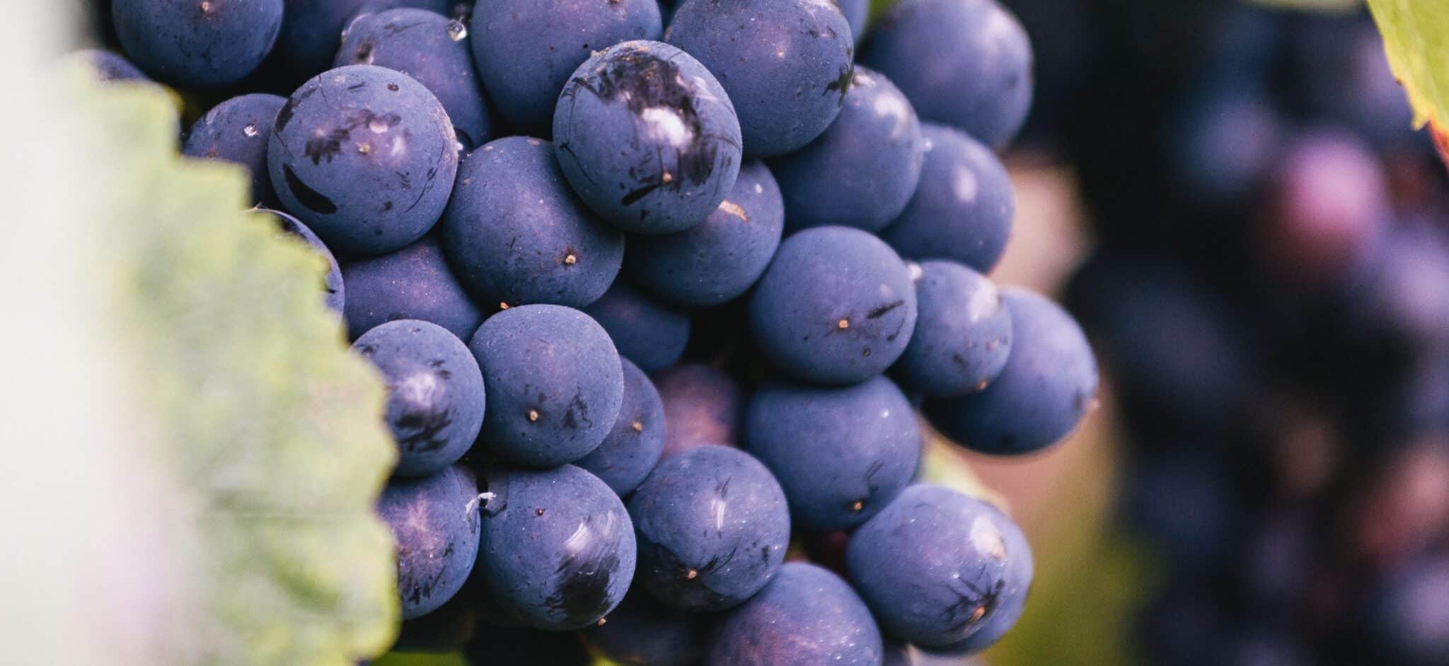 Grappe de raisins Champagne Plener