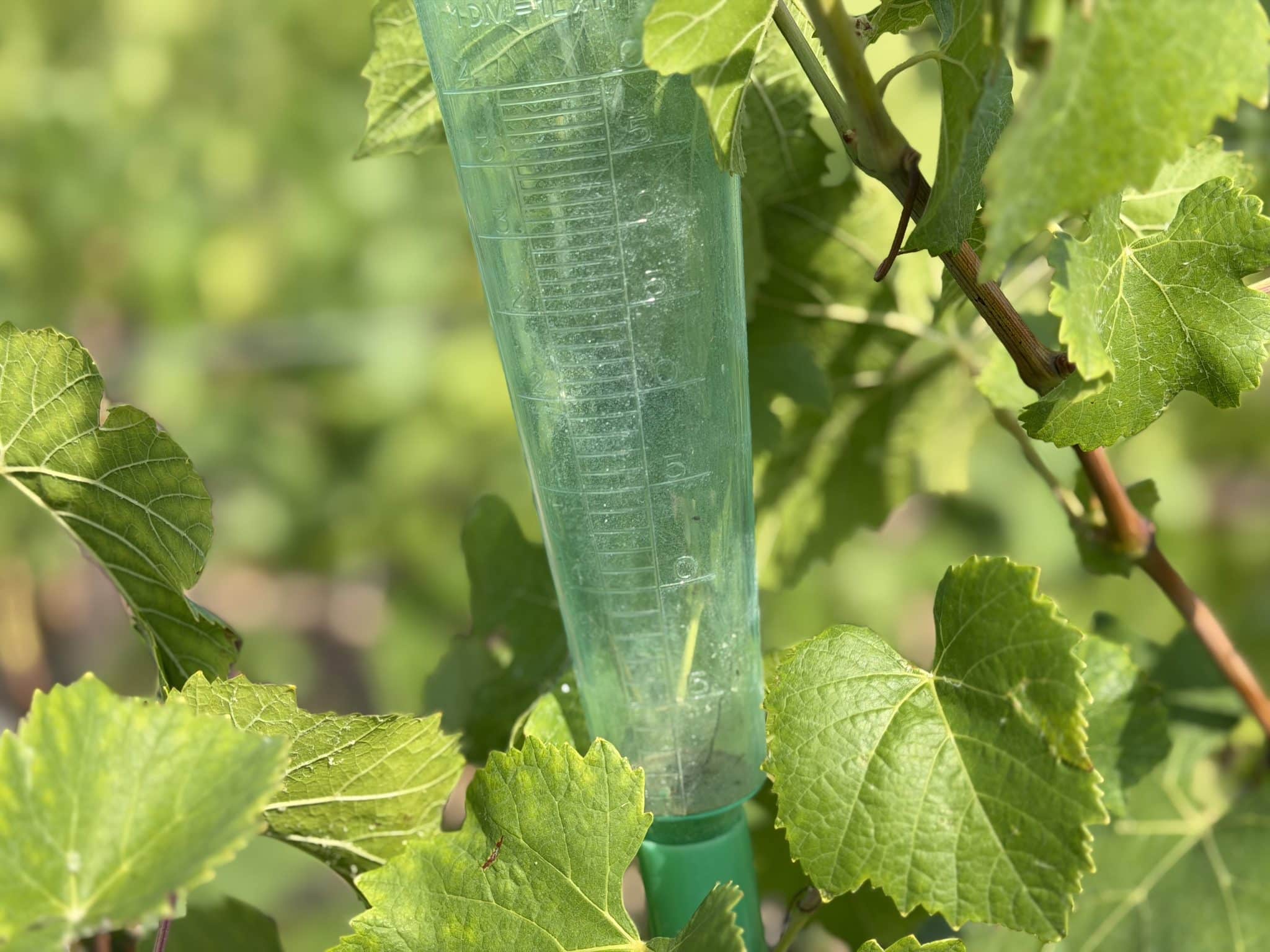 Pluviomètre dans les vignes Champagne Plener