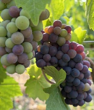 Vendanges imminentes