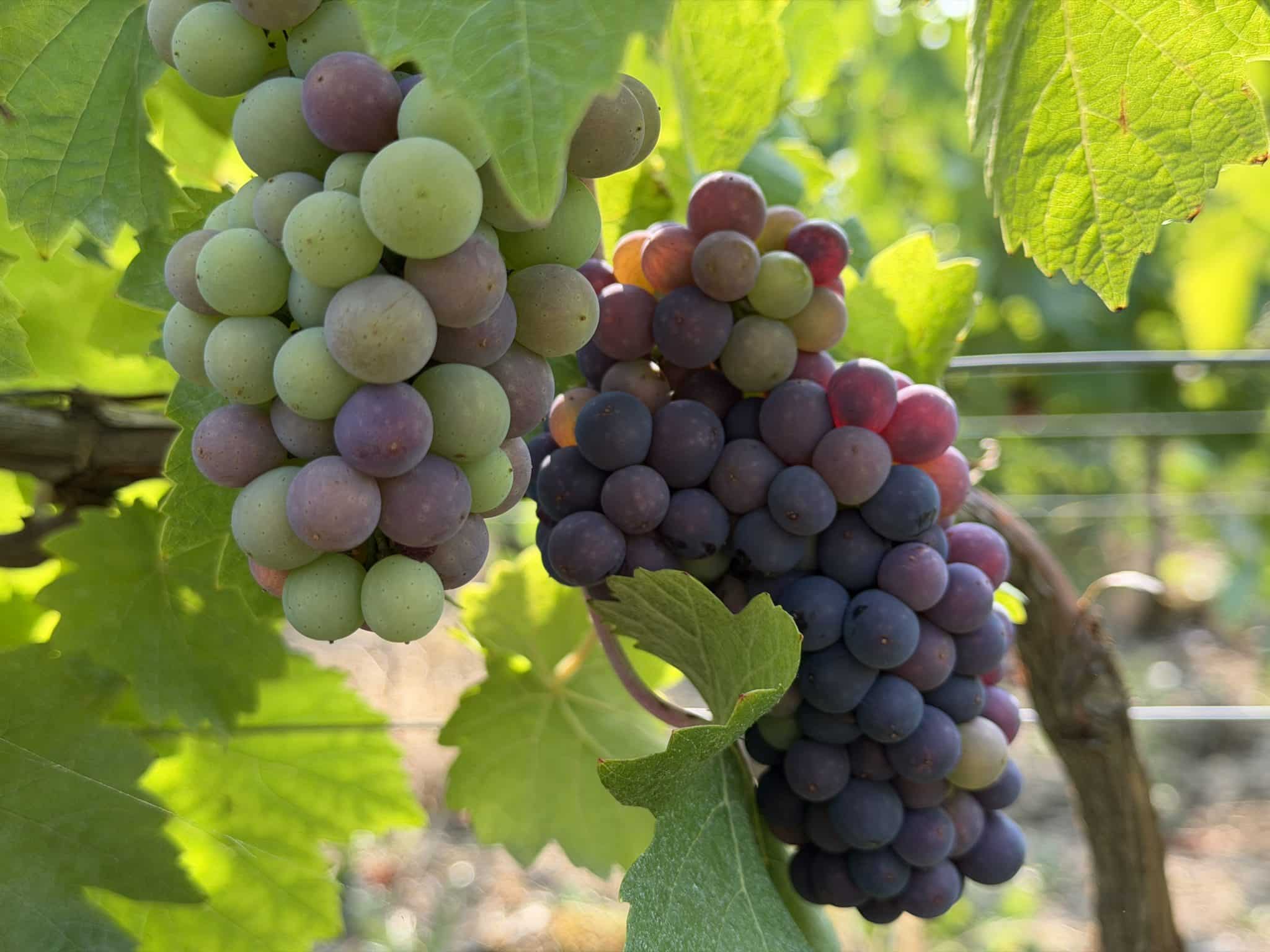 Vendanges imminentes