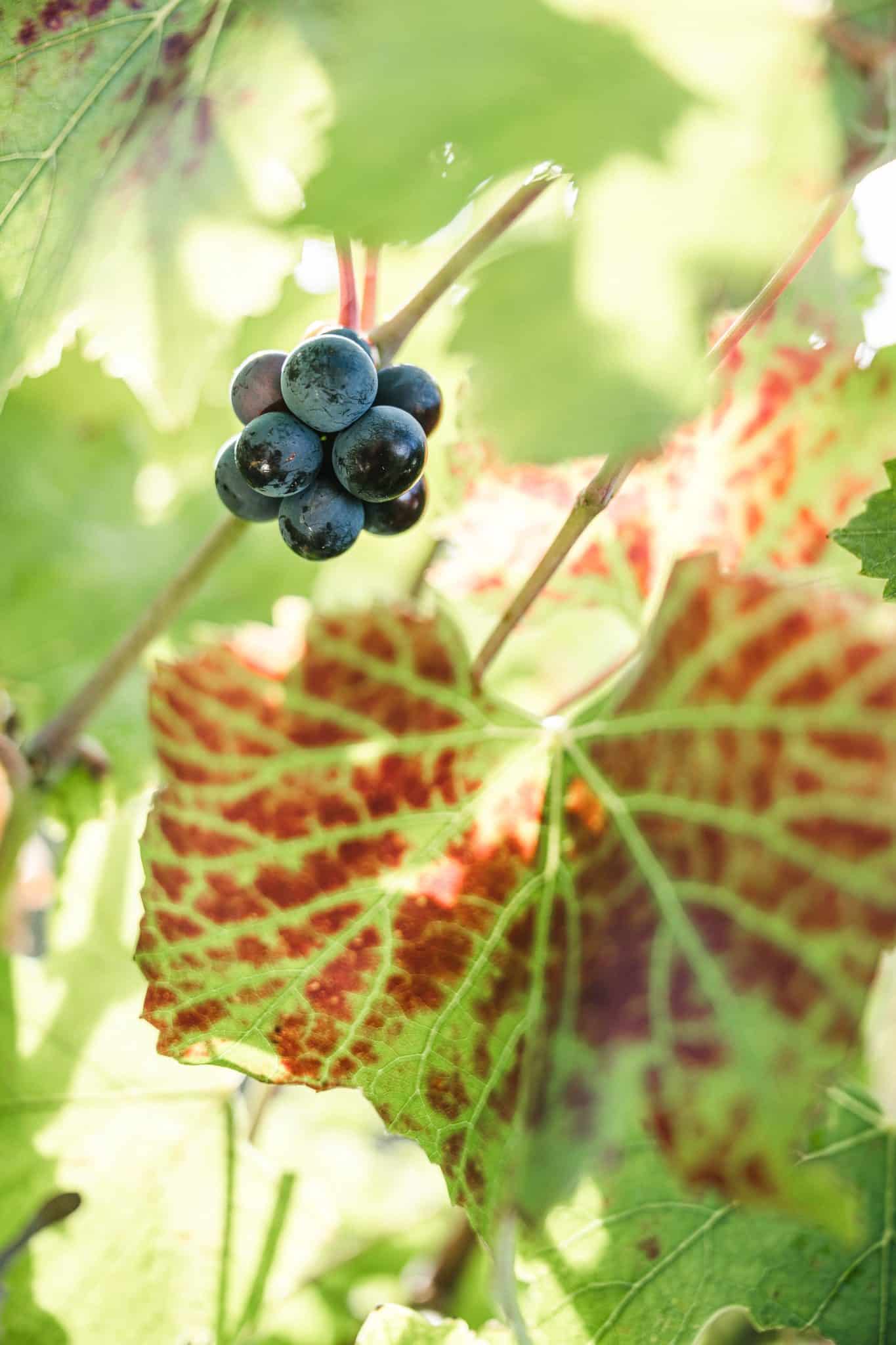 Feuille d'Automne