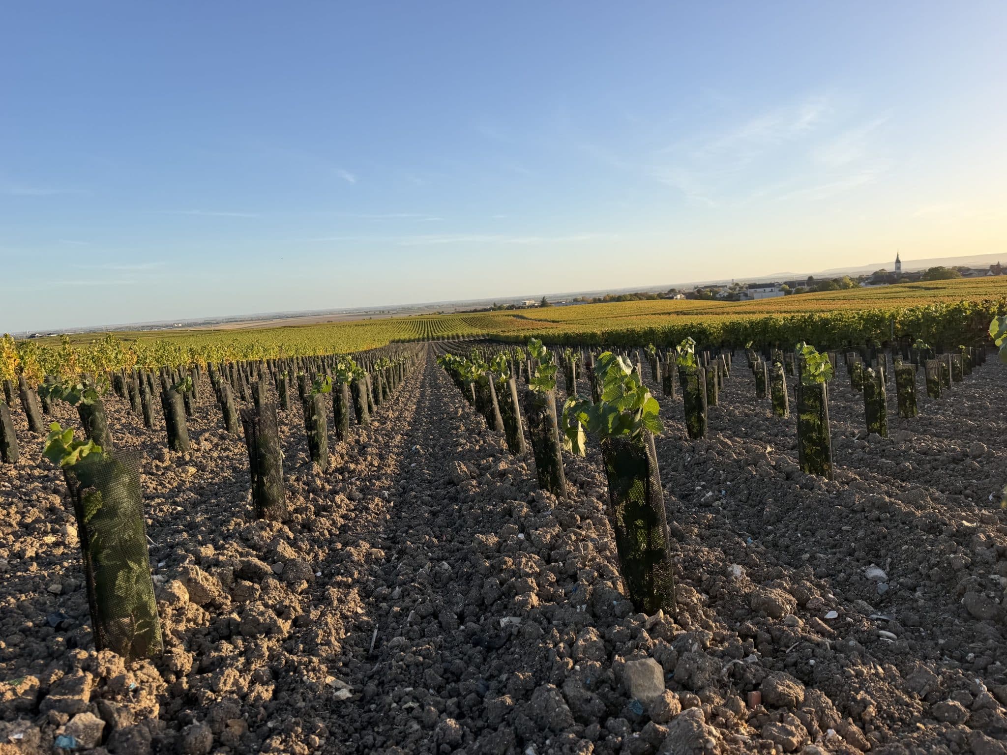 Nouvelle plantation vigne Cercets